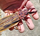 Macrodontia Cervicornis  Huge And Beautiful Specimen  130mm A1 
