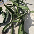     free Shipping     Box Full Of  Live Pitaya Dragon Fruit  Cuttings 8-14       