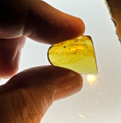 A101 Bu8090 Rare Feathers   Webbing In Authentic Burmese Amber Burmite 99mya