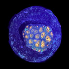 Tofu s Tanks Wysiwyg Orange Leptastrea Live Coral Frag - Free Combined Shipping