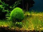Marimo Moss Ball 0 25 Inch  Aquarium A Live Plant Fish Tank