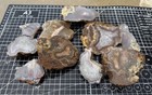 Laguna Agate Cabbing Rough Nodules 3 Pounds 5 Ounces