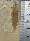 A Pair Of Exquisite Insect Fossils From The Jurassic Daohugou Period  0825