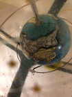 Vintage 1960s Space Race Era Torica Astro-globe In Excellent Condition
