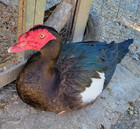 8 Rare Colored Purebred Bronze Muscovy Hatching Eggs  Copper fume pewter bronze
