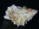 Bursa Fosteri  Named After Bob Foster Of Abbey Shells   37 2mm 