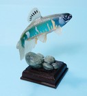 Kitan Club Nature Techni Colour Clear Streams In Japan Male Pale Bleak Fish New
