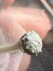 Rare Fossil Cretaceous Sea Urchin From Waco Texas  Wolf Fam  Coll 
