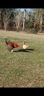 6  Pure Sweater Gamefowl Hatching Eggs