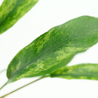 Buy2get1free Anubias Minima Loose Live Aquarium Plant Freshwater For Fish Tank