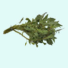 Buy 2 Get 1 Free Ludwigia Inclinata  verticillata White  Aquarium Plants