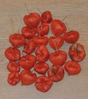 Chinese Lantern Flower Pods Naturally Dried With Seeds Inside  22 