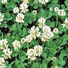 White Dutch Clover Cover Crop Seeds   Non-gmo   Heirloom   Fresh Flower Seeds