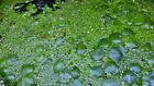 80  Giant big large Duckweed Aquarium Or Pond Plant Buy Two Get One Free 