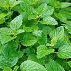 Peppermint Seeds     Non-gmo Heirloom     Mint For Tea  Garden  Pots  Herb  Bees