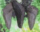 Megalodon Sharks Teeth 3 No Restorations Fossil Sharks Teeth Tooth