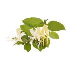100 Japanese Honeysuckle Seeds Lonicera Japonica
