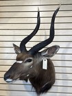 African Nyala Shoulder Taxidermy Shoulder Mount - Antlers Horns