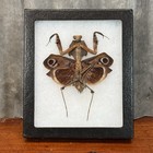 Real Framed Taxidermy Female Giant Dead Leaf Praying Mantis Insect Shadowbox Art