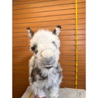 Fh199-rare Real Baby Donkey Taxidermy Mount - Not Posable