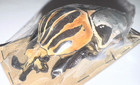 Cetoniinae Goliathus Cacicus A1 86mm From I -c  -  4627