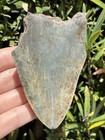 Natural Beautiful 3 79    Megalodon Tooth Fossil Shark Teeth