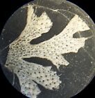 3 Antique Microscope Slides   Zoophytes From Australia  South Africa   U k 