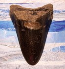 Megalodon Shark Tooth Huge 5 1 8  Shark Teeth Jaw Fossil Stunning Color Polished