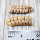 2 Rattlesnake Rattles   0354    Taxidermy Diamondback Sidewinder