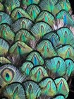 100  Java Peacock Neck Feathers  Iridescent  Green Blue Cooper Lot 06
