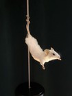 Taxidermy Stripper Pole Dancing Mouse      Unusual Oddities Black Base