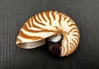 Natural Nautilus Seashell Nautilus Pompilius  1 Shell Approx  4  Inches 