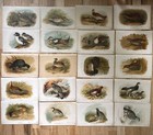 Lot Of 71 Antique 19thc Archibald Thorburn Birds Litho Print Russian Kushnerev 
