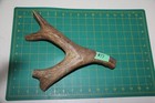 Xxlarge Branched Deer Antler Dog Chew  77   Bone Chews Deer Elk Treats Deer 1018