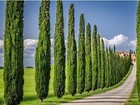 Italian Cypress   3 Gallon   Cupressus Sempervirens   Low Maintenance   Hardy