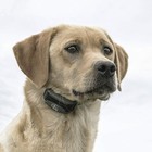 Sportdog Fieldtrainer Sd-425x E-collar 500 Yard  With Remote Dog Training System