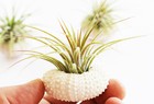 2-pack  Beautiful Air Plant W  Pink Sea Urchin Nautical Gift Beach Wedding Decor