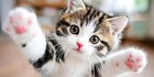 Photo Digital Product Wallpaper Image Picture Background Ai Art Sample Cute Cat