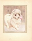 Antique Pomeranian Print C1915 E J Detmold Pomeranian Dog Art Illustration 5155m
