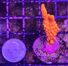 Wysiwyg Super Bright Orange Montipora Setosa - Live Coral Frag - Free Shipping