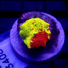 Jawbreaker Mushroom Coral Jb Wysiwyg - Indigo Corals - Ic 3408