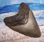 Megalodon Shark Tooth 4 3 8 Sharks Teeth Large Jaw Classic Fossil Real Serrated