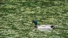 Mallard Duck Photography Digital Picture Portrait Swimming Bird   Grave Flowers