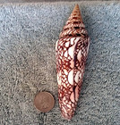 Conus Milneedwardsi  4  134 4mm Big  Rare Beauty From India