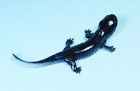 Kaiyodo Animatales Animal In Japan Choco Egg Odaigahara Salamander Mini Figure