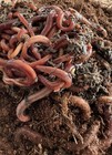 100   Red Wiggler Worms   Healthy   Fresh Composting Worms      Guaranteed Live