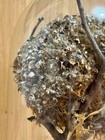Rare Victorian Natural History Display - Bird s Nest Under Glass Dome  C  1900