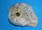 Vintage Clam Sea Shell Appetizer Cocktail Picks Aloha From Hawaii  New Sealed