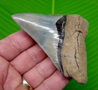 4 34     Megalodon Shark Tooth Real Fossil - No Restorations  Big Sharks Teeth