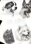 338 Vizsla Portrait  Dog Art Print   Pen And Ink Drawing   Jan Jellins